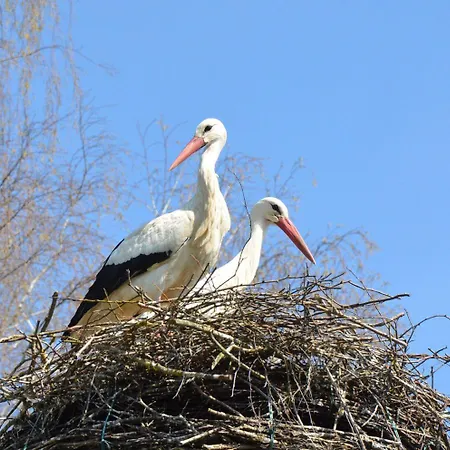 Au Relais Des Cigognes D Alsace 3* Sarralbe