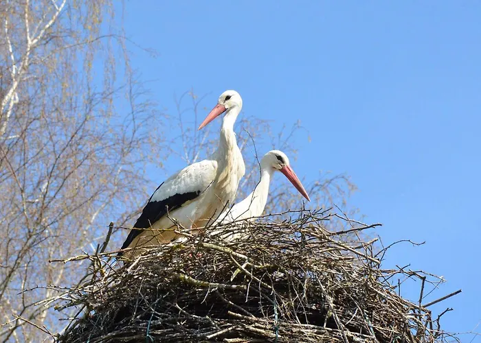Au Relais Des Cigognes D Alsace 3* Sarralbe